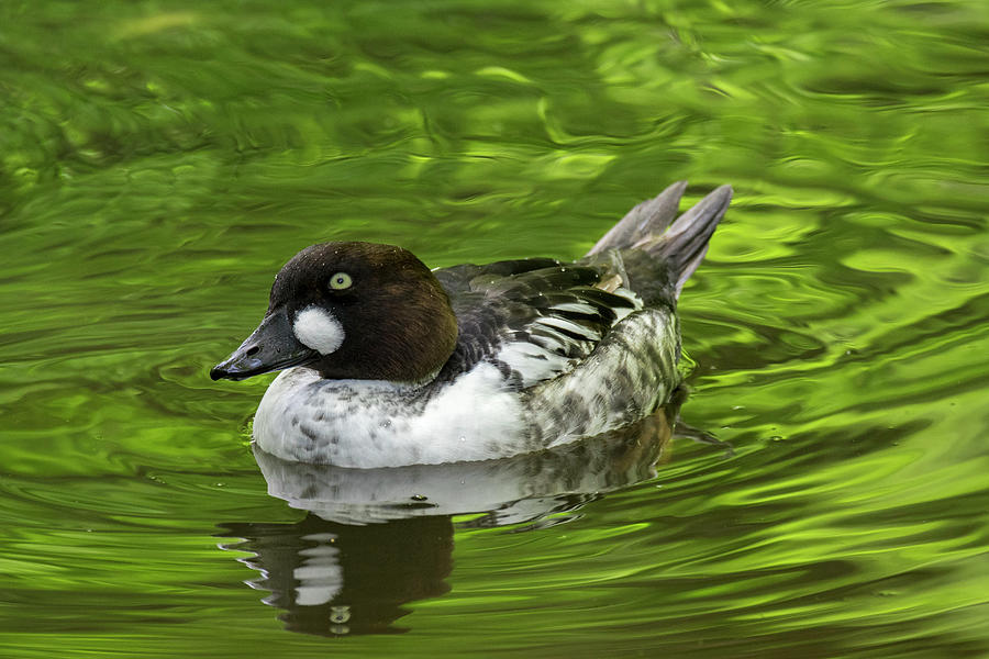 Common Goldeneye Photograph by Arterra Picture Library