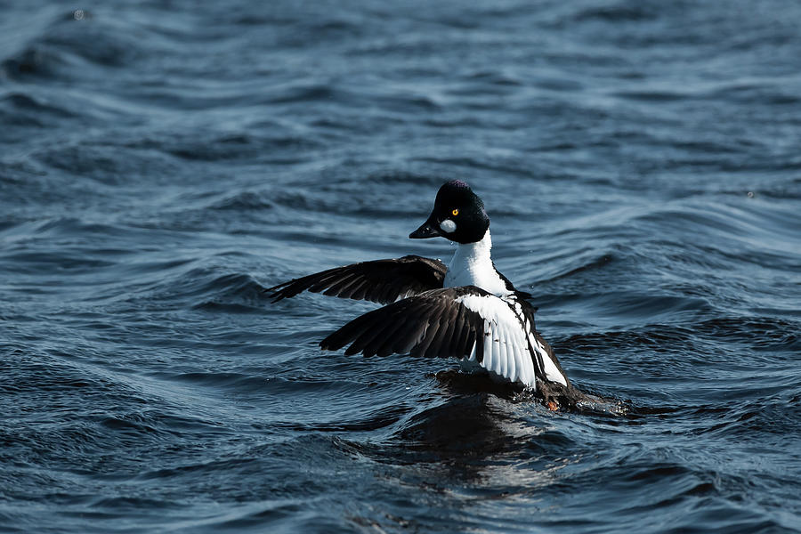 Common Goldeneye Photograph by Jan Luit - Fine Art America