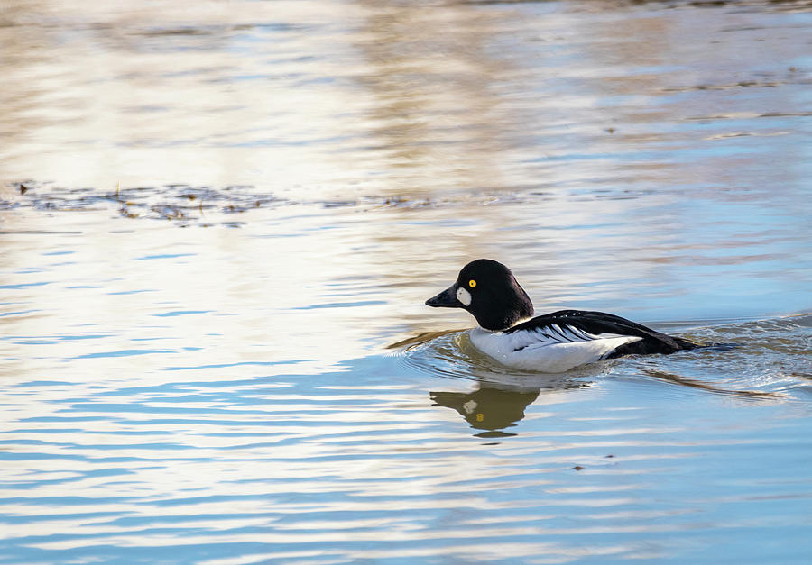 Common Goldeneye by Michael Chatt Common Goldeneye by Michael Chatt