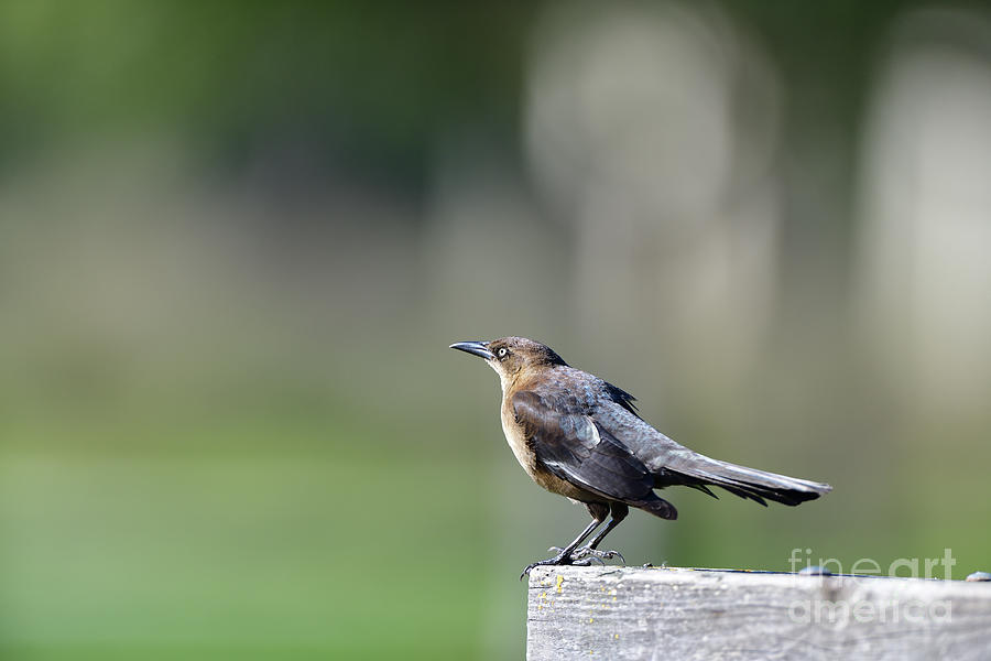 Common Grackle Photograph by Amazing Action Photo Video