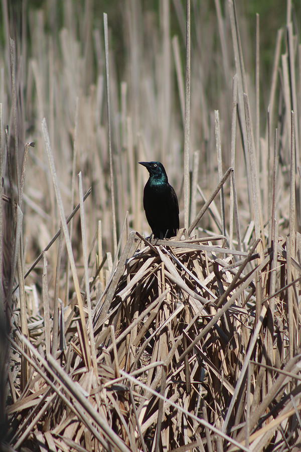 Common Grackle Photograph by Callen Harty