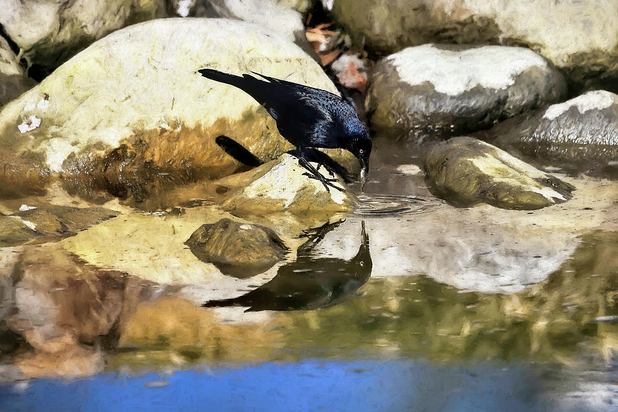Common Grackle Photograph by Donna Kennedy