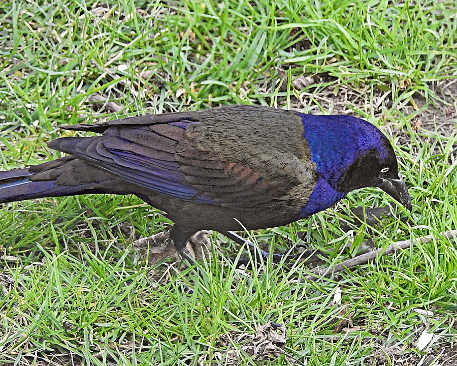 Feather Photograph - Common Grackle by Kathy M Krause