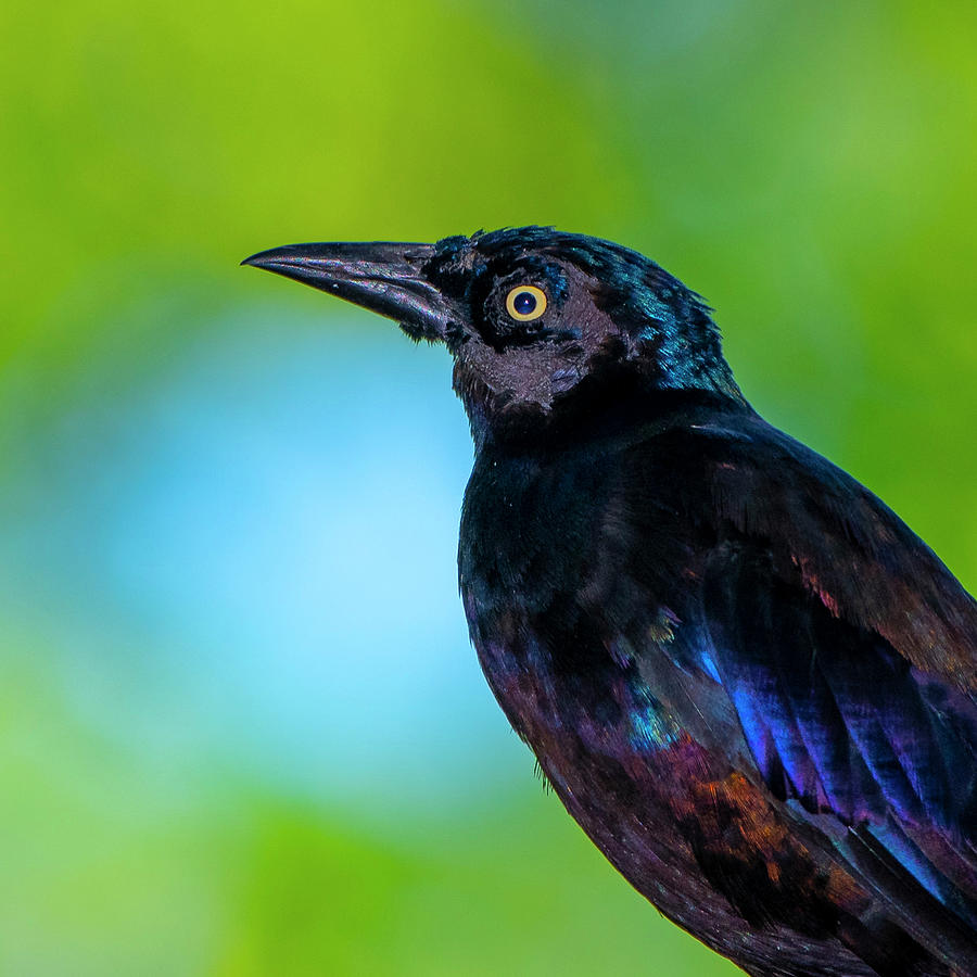Common Grackle Photograph by Ken Stampfer