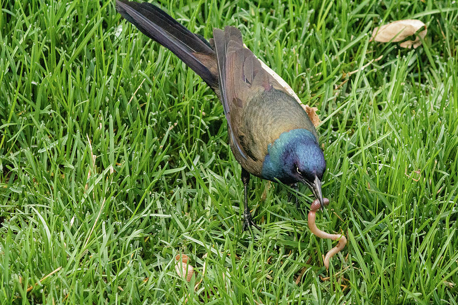 Common Grackle with a worm Photograph by SAURAVphoto Online Store