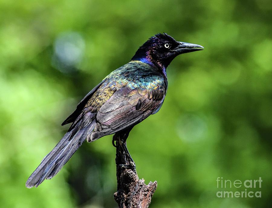 Common Grackle's Iridescent Beauty Shines Photograph by Cindy Treger ...