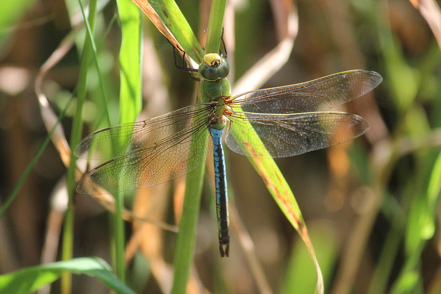 Darner Photograph - Common Green Darner by Callen Harty Darner Photograph - Common Green Darner by Callen Harty