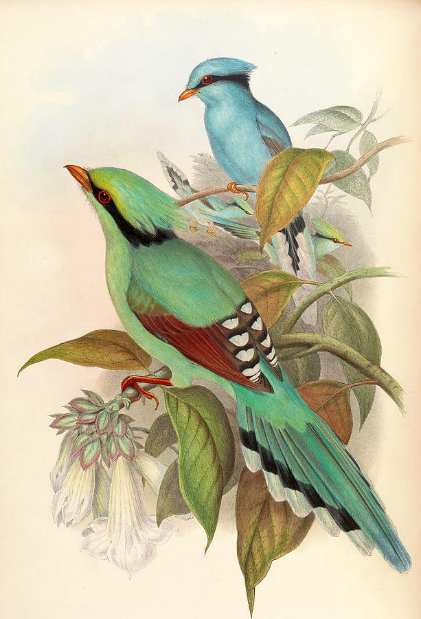 Common Green Magpie Mixed Media by World Art Collective