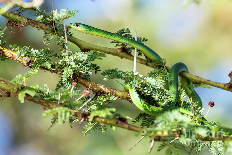 Common green snake at lake Naivasha Photograph by Jane Rix