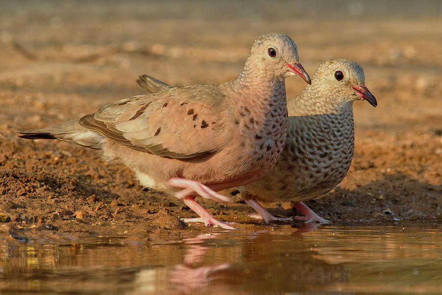 Common Ground Dove Pair Photograph by Jerry Fornarotto