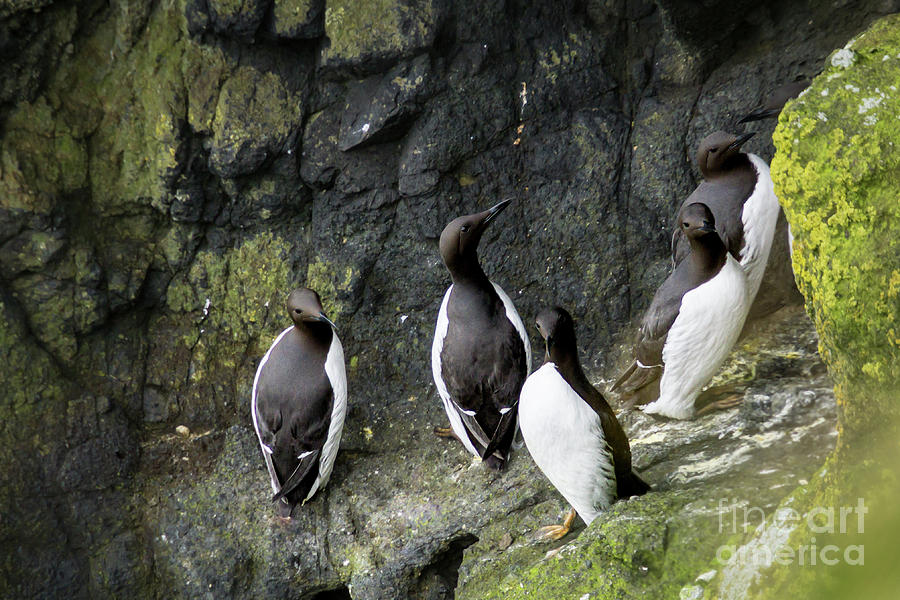 Winter Photograph - Common Guillemots on Cliff Wall Perch, Northern Ireland by Nancy Gleason