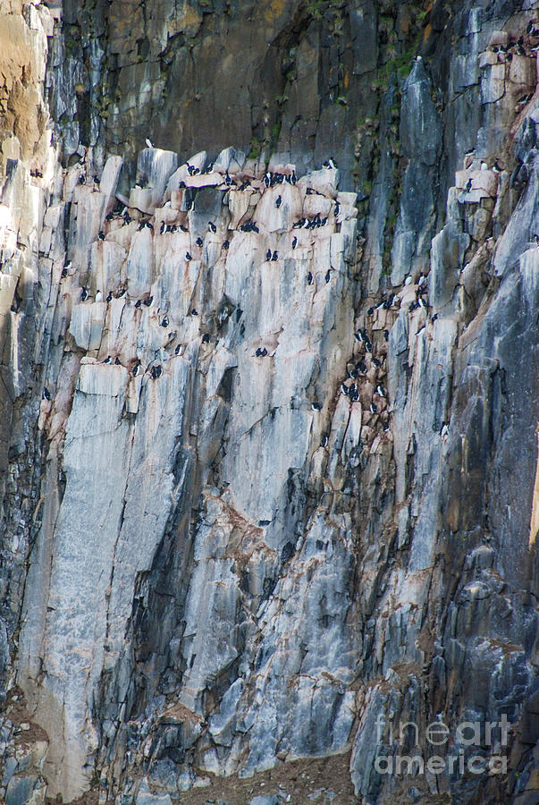 Common Guillemots on Cliffside Perches in Svalbard Photograph by Nancy Gleason