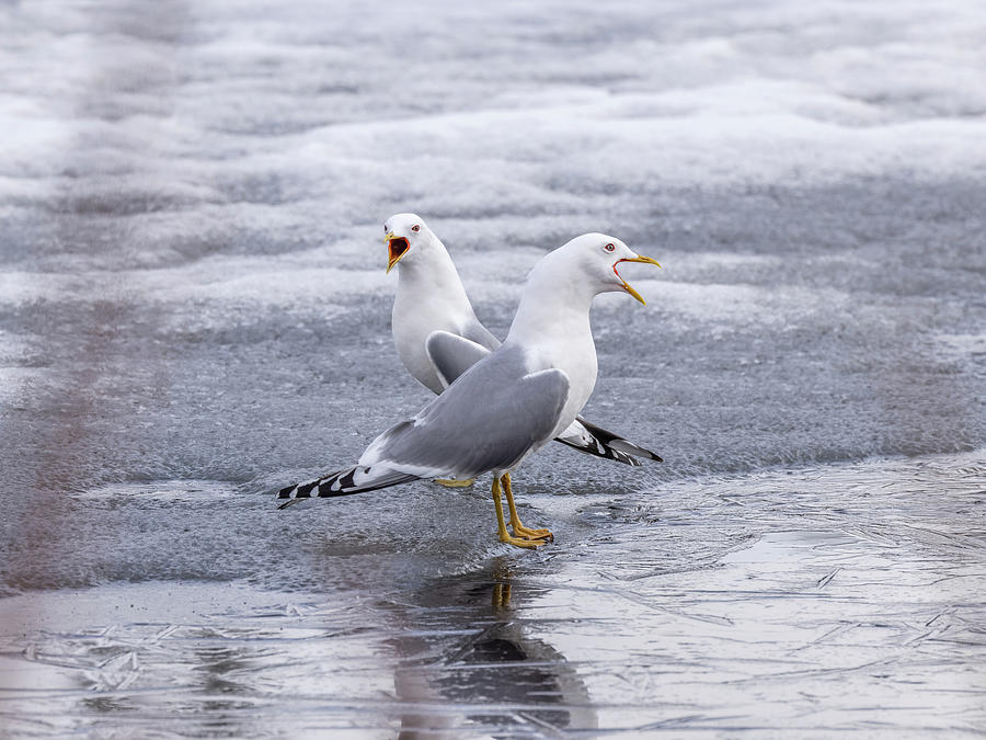 Common gull, mew gull, or sea mew pair Photograph by Dee Carpenter
