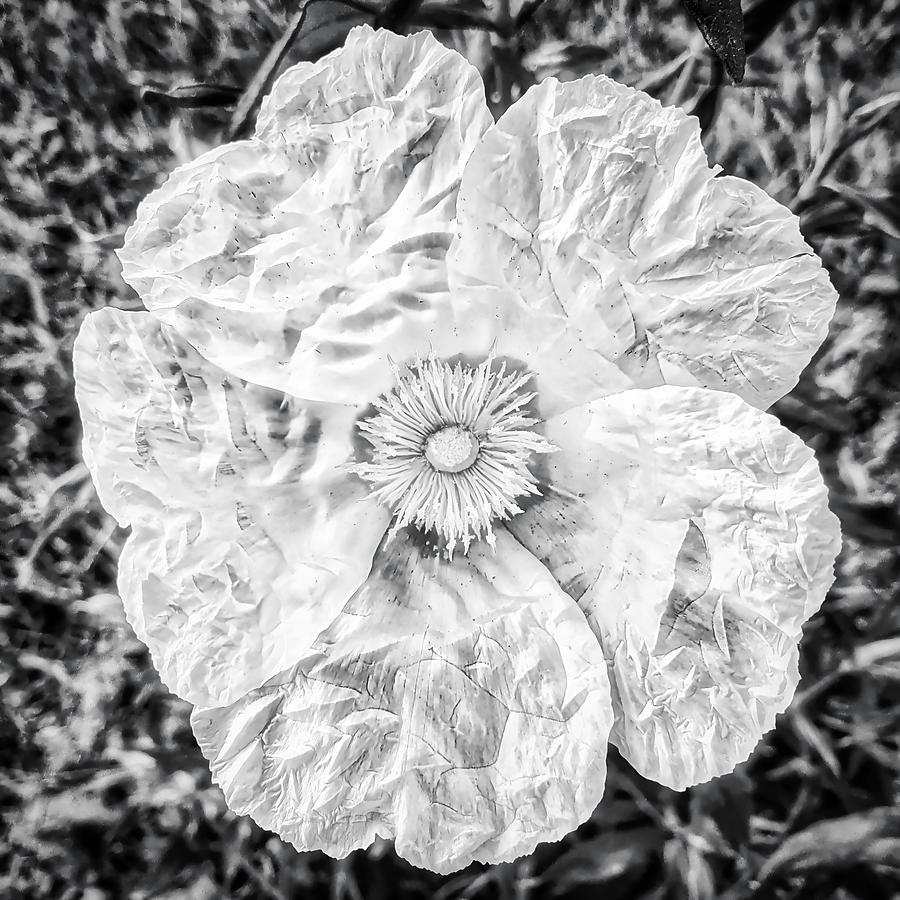 Common Gum Cistus White Blossom Photograph by Marco Sales Photography Common Gum Cistus White Blossom Photograph by Marco Sales Photography