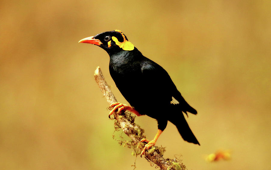 Common Hill Myna  Bird Photograph by Muralidhar Gopalakrishna