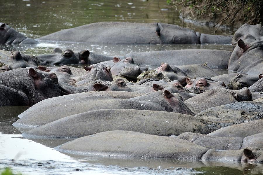 Common Hippopotamus Of Ngorongoro Volcanic Crater Photograph