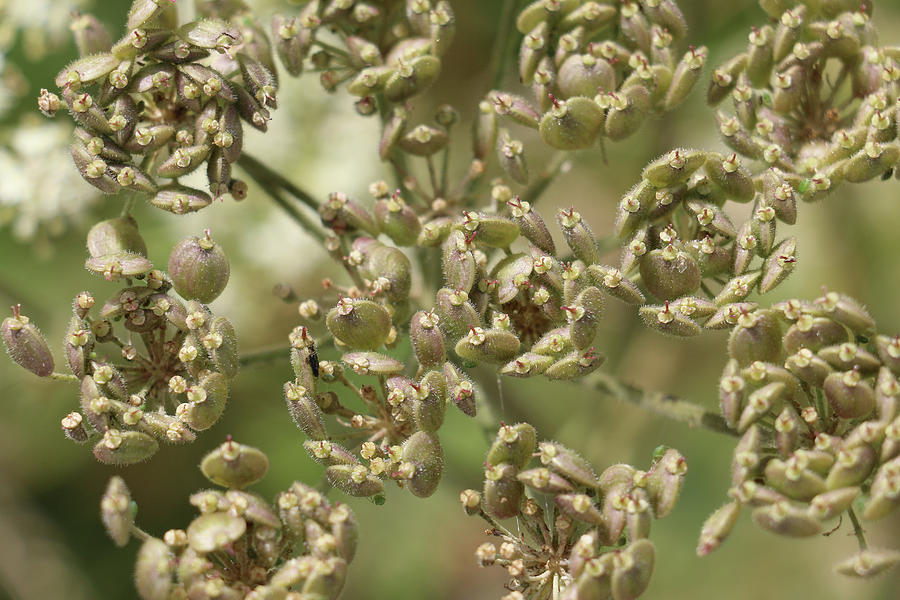 Common Hogweed Seed Head Pods, Heracleum Sphondylium, Photograph