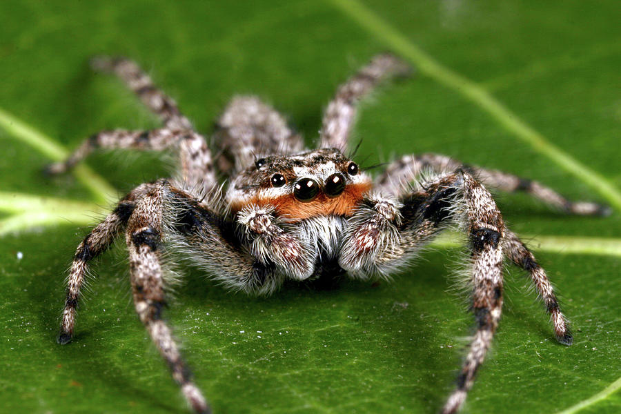 Common Jumping Spider Male Photograph by Rick Veldman - Pixels