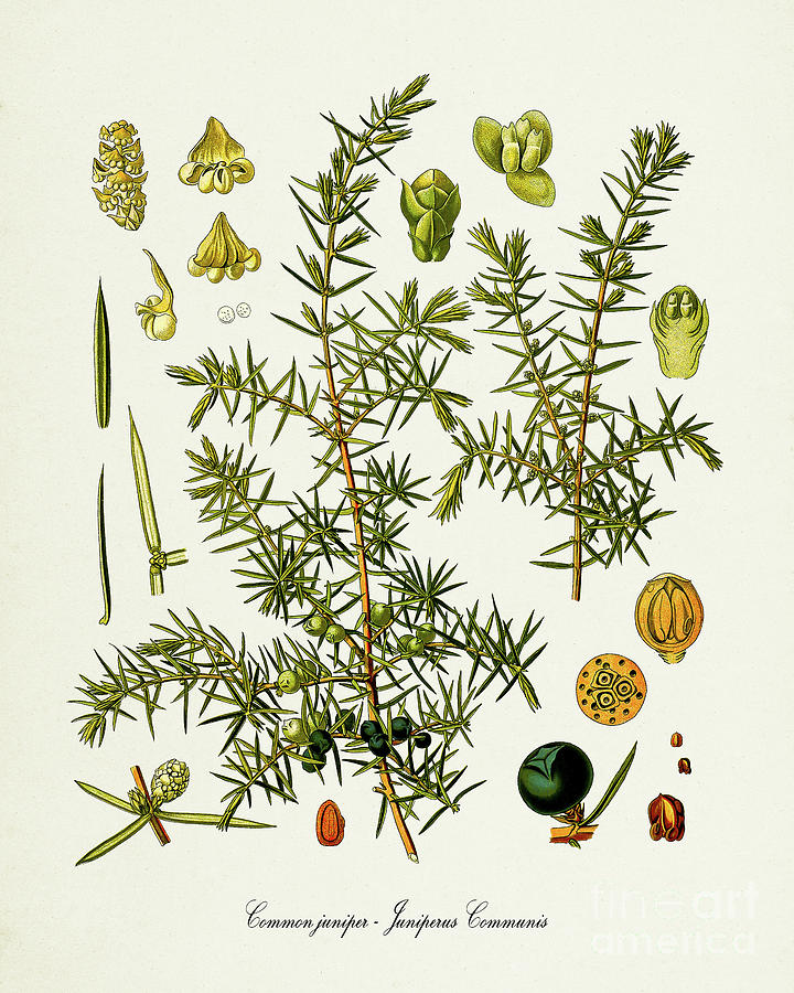 Common Juniper Botanical Print Digital Art by Visual Design - Fine Art ...
