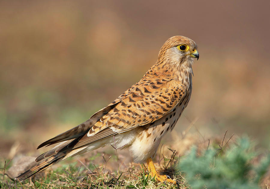 Common Kestrel, Bird Photograph by Yogesh Bhandarkar - Fine Art America