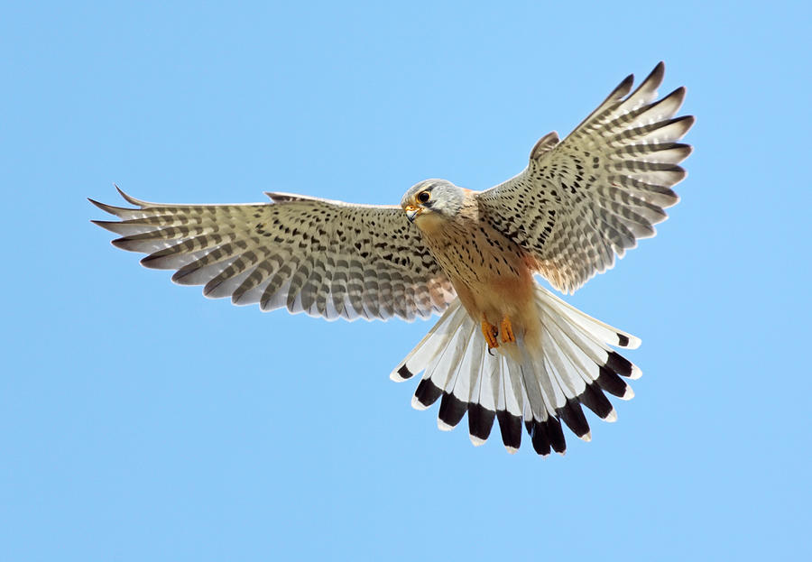Common Kestrel (Falco tinnunculus) Photograph by Andyworks