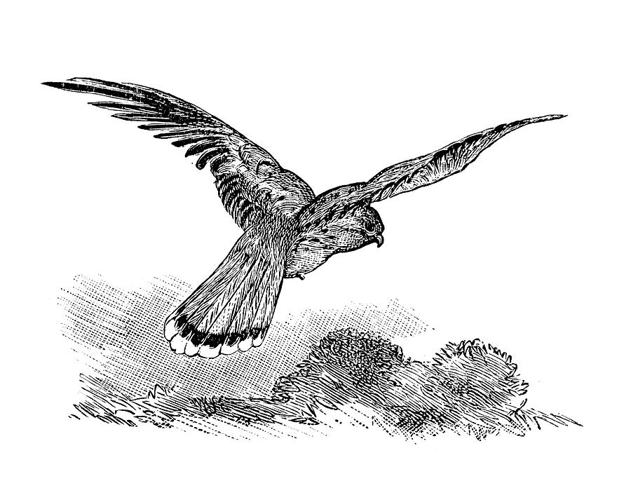 Common Kestrel - Falco tinnunculus Drawing by Duncan1890