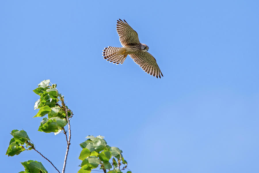 Common Kestrel Hovering Photograph by Arterra Picture Library