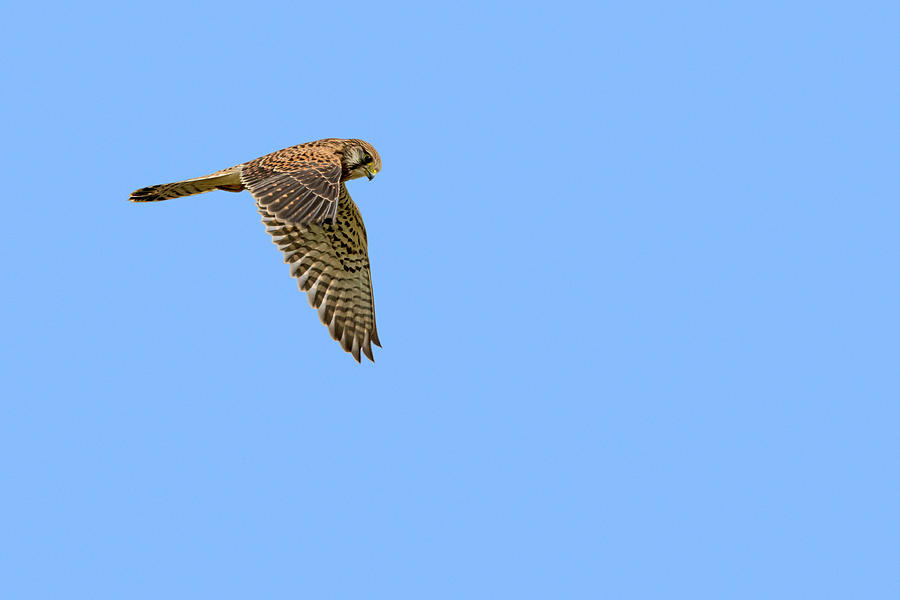 Common Kestrel Hunting Photograph by Arterra Picture Library