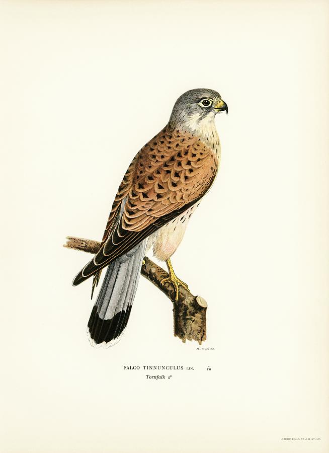 Common Kestrel Mixed Media by World Art Collective