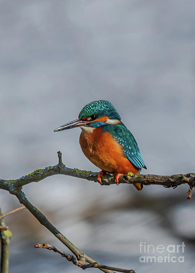 Common Kingfisher, Acedo Atthis, Sits On Tree Branch Watching For Fish Photograph by Andreas Berthold