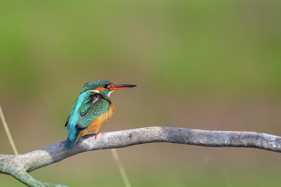 Common kingfisher - Alcedo atthis Photograph by Jivko Nakev