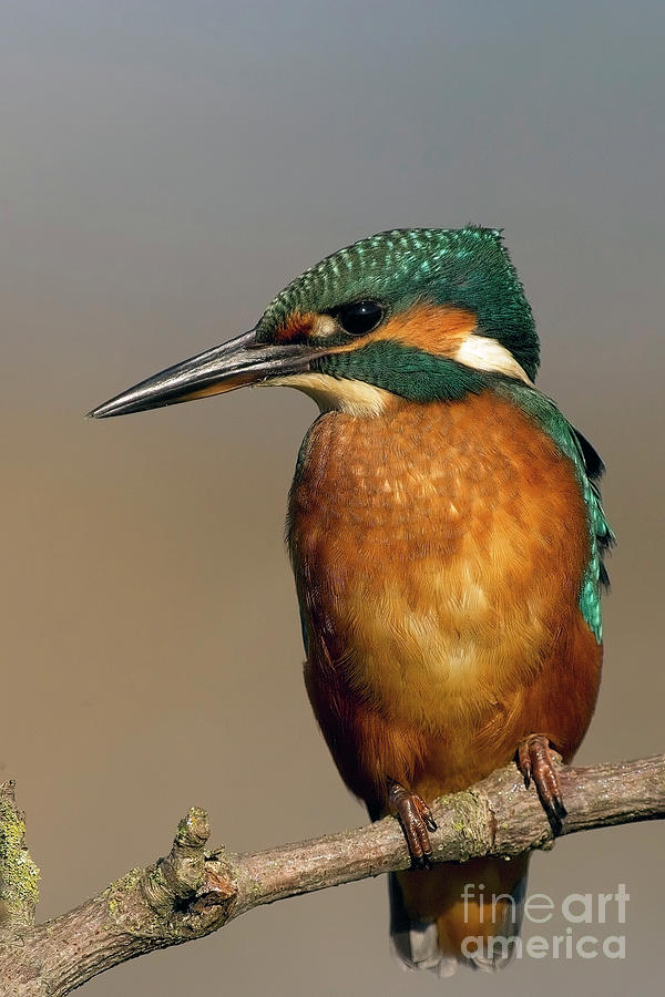 Common Kingfisher, Alcedo atthis, perched, Norfolk, UK. Photograph by Tony Mills