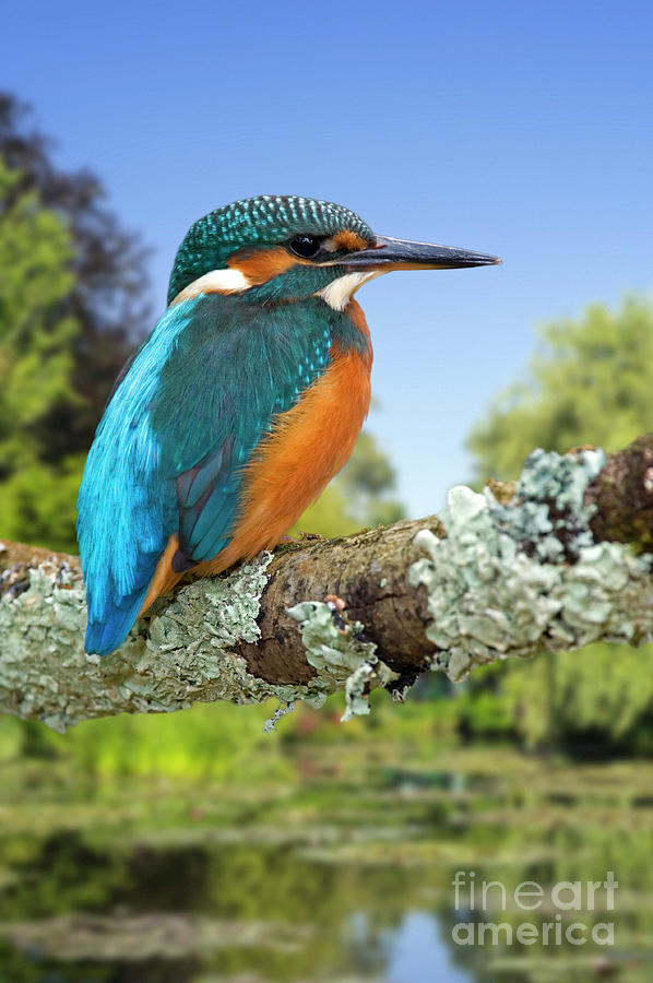 Common Kingfisher Photograph by Arterra Picture Library
