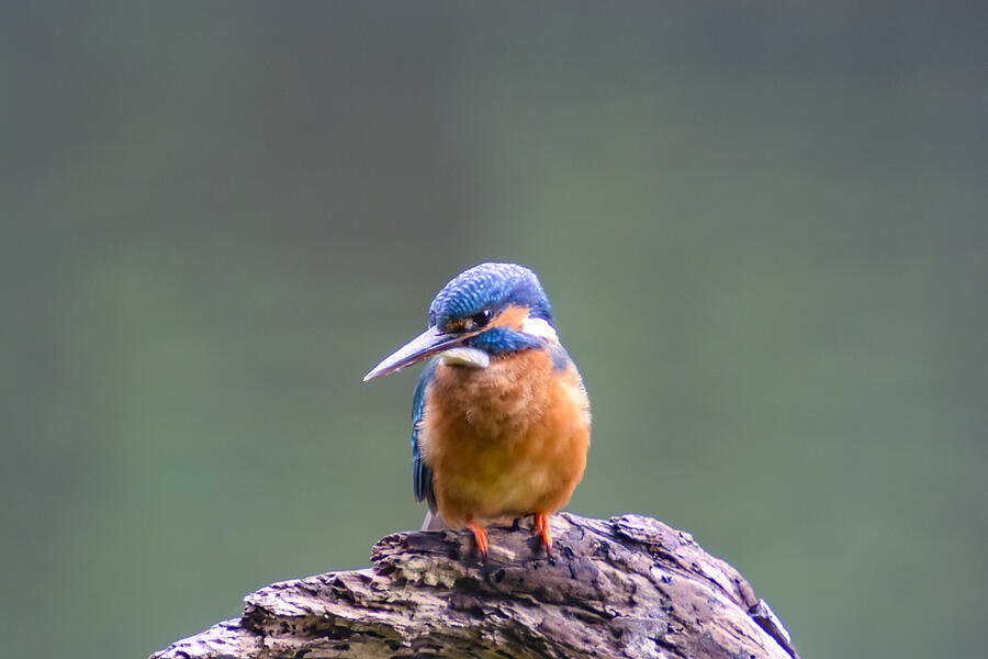 Common Kingfisher female (Alcedo atthis) sitting on a stick overlooking a small pond. Photograph by Sjo