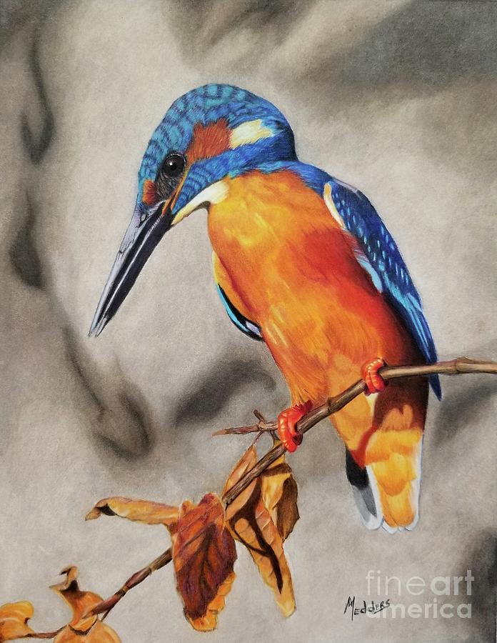 Common Kingfisher Drawing by Penny Medders