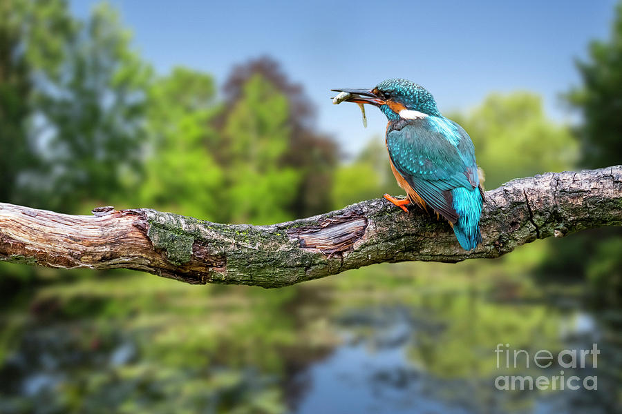 Common Kingfisher with Stickleback Photograph by Arterra Picture Library