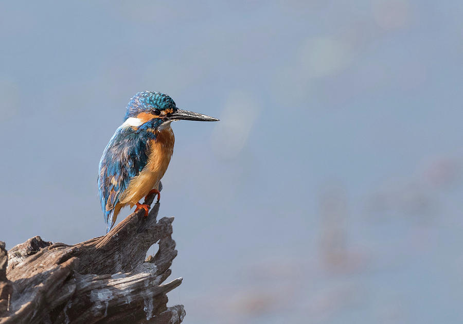 Common kingfisher Photograph by Puttaswamy Ravishankar