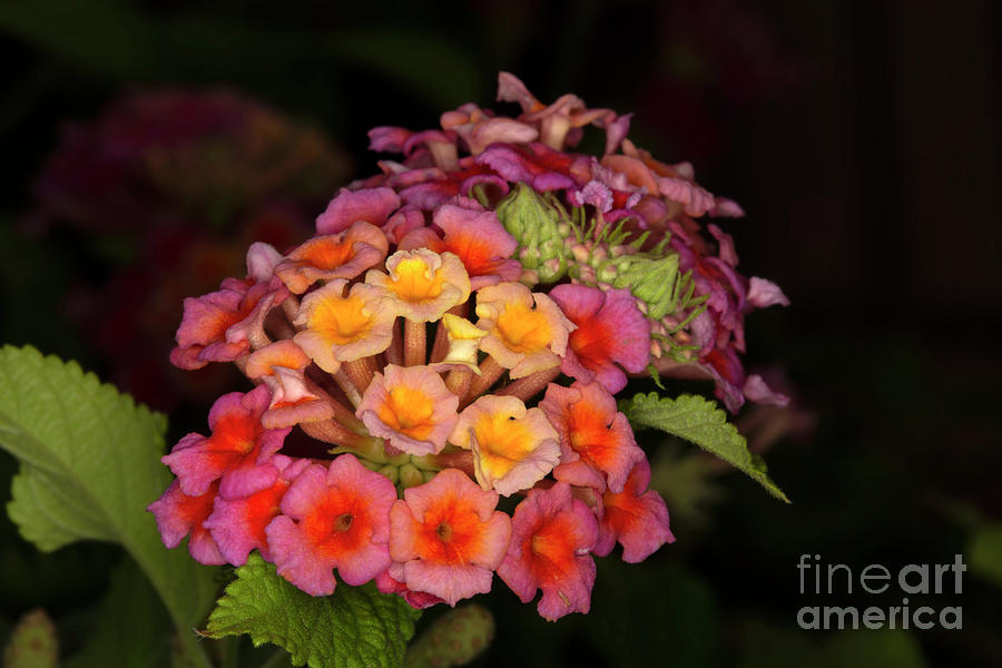 Flower Photograph - Common Lantana Three by Elisabeth Lucas