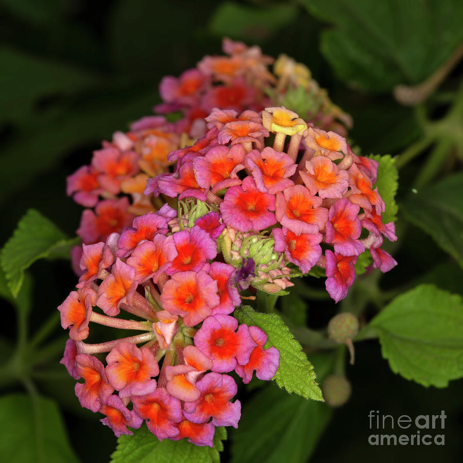 Flower Photograph - Common Lantana Two by Elisabeth Lucas