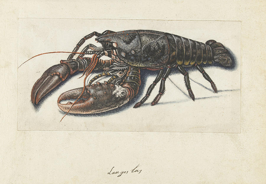 Common lobster Drawing by Anonymous