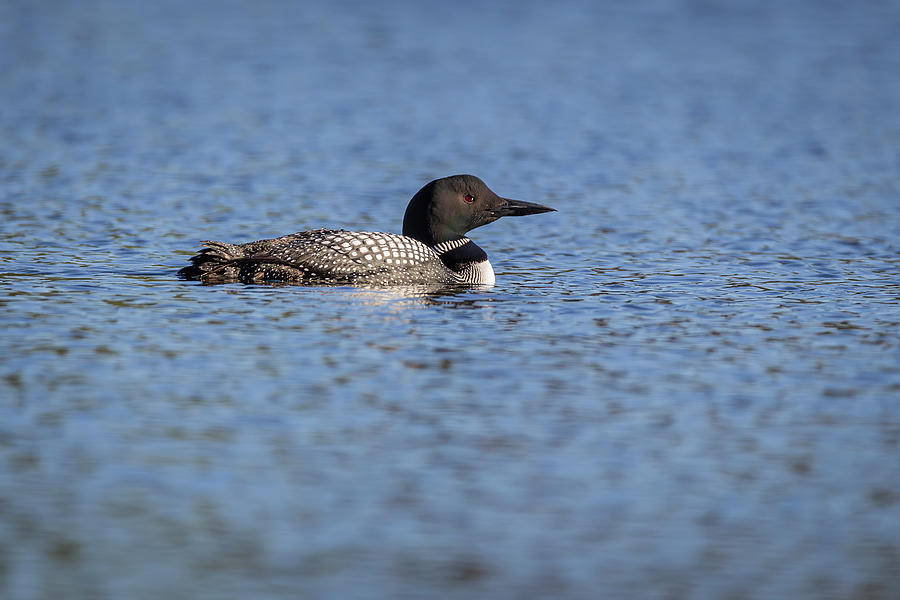 Common Loon 2019-10 Photograph by Thomas Young