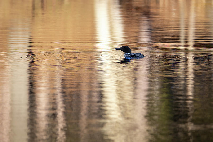 Common Loon 2019-4 Photograph by Thomas Young