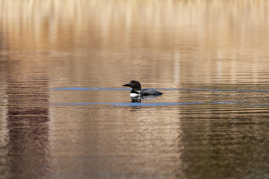 Common Loon 2019-5 Photograph by Thomas Young