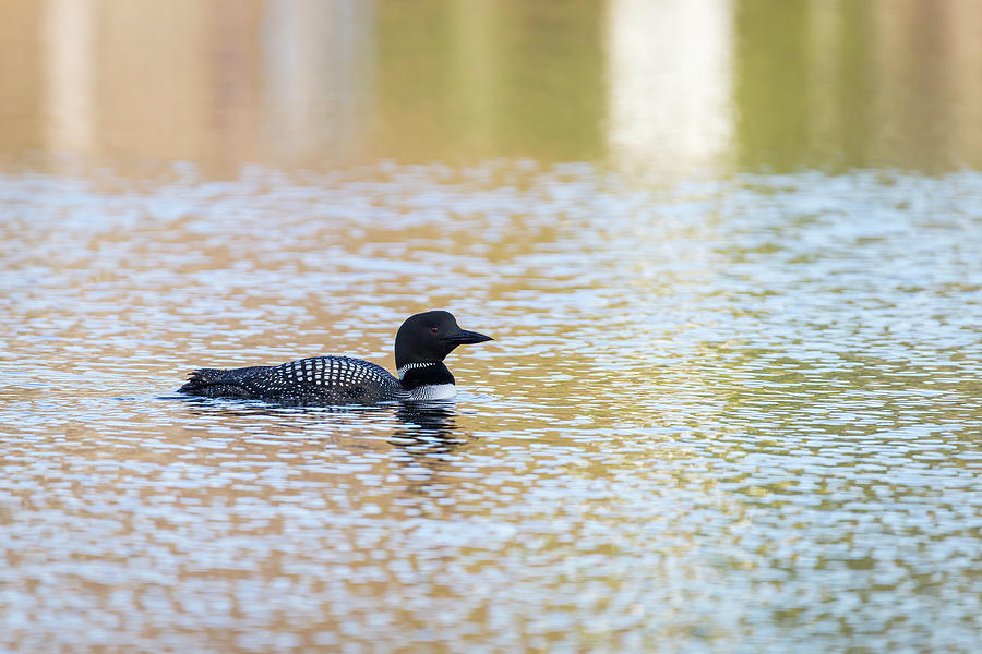 Common Loon 2019-6 Photograph by Thomas Young