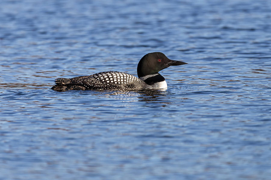 Common Loon 2019-8 Photograph by Thomas Young