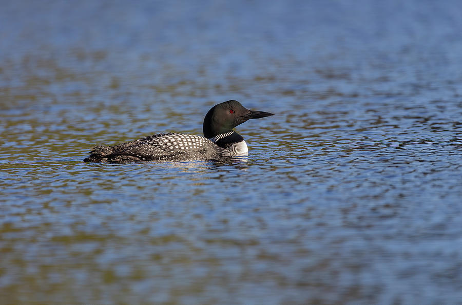Common Loon 2019-9 Photograph by Thomas Young