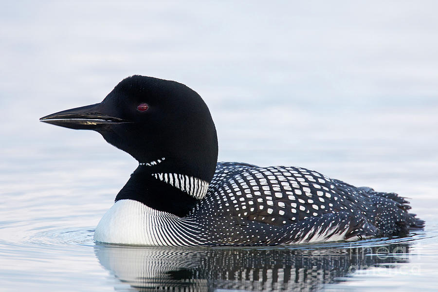 Common Loon Photograph by Arterra Picture Library