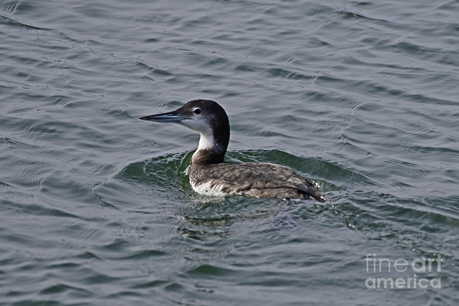 Common Loon At Monterrey Bay Photograph by Amazing Action Photo Video