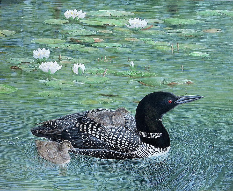 Common Loon Painting by Barry Kent MacKay