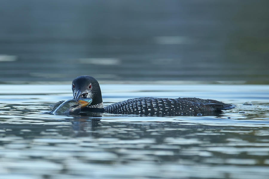 Common Loon Photograph by Brook Burling